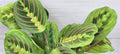 Maranta Leuconeura 'Rabbit's Foot' Indoor House Plant in 3" Pot with Red Variegated Foliage