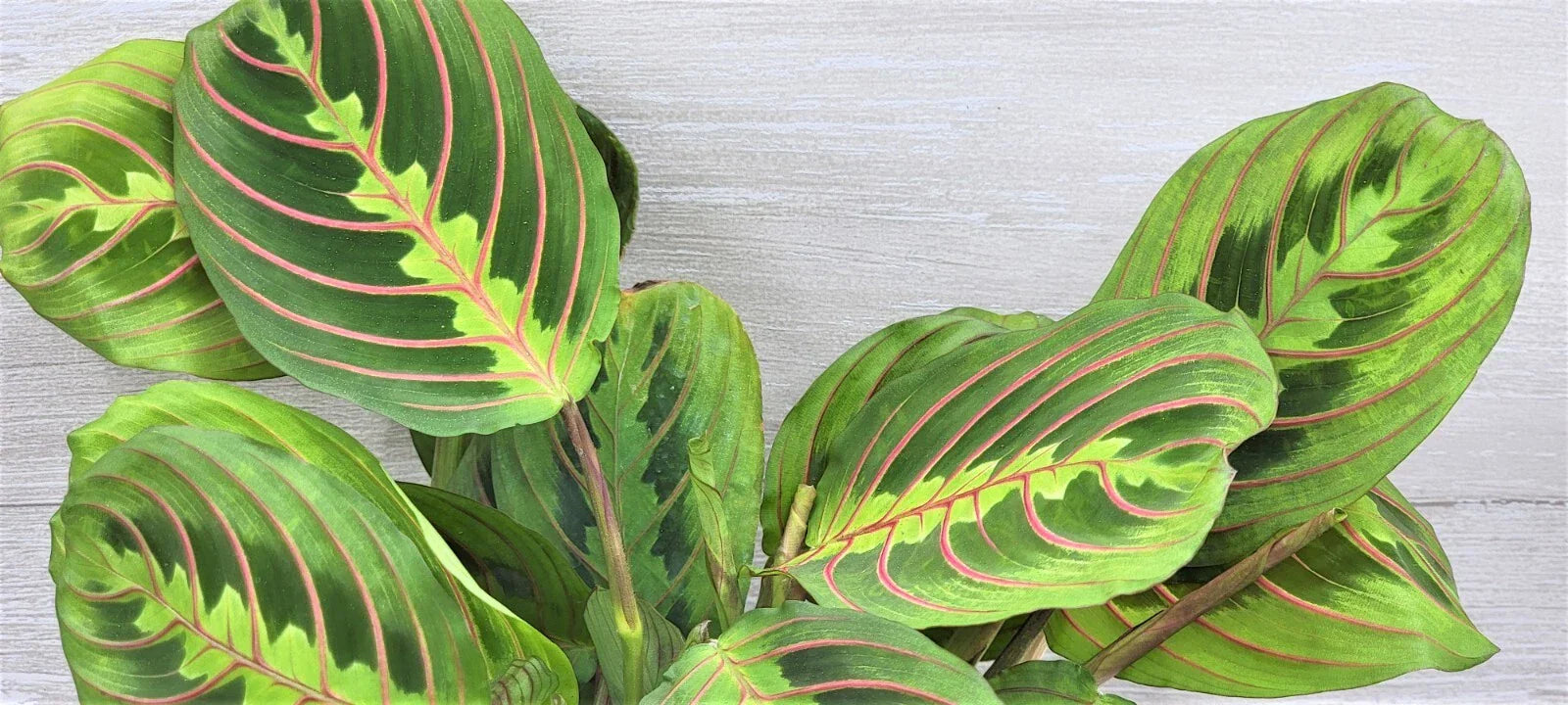 Maranta Leuconeura 'Rabbit's Foot' Indoor House Plant in 3" Pot with Red Variegated Foliage