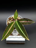 Terrarium Plant Bare Root Labisia sp. Kapuas Hulu Indoor Garden, Exotic Green Foliage, US Propagated