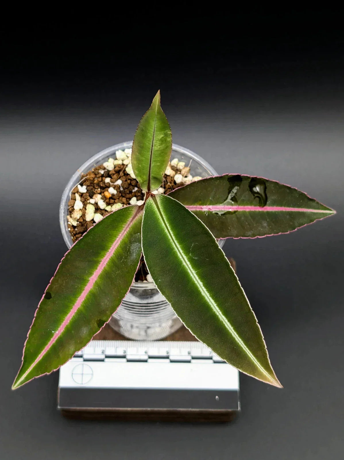 Terrarium Plant Bare Root Labisia sp. Kapuas Hulu Indoor Garden, Exotic Green Foliage, US Propagated
