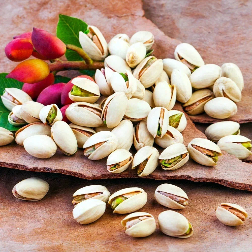 Pistachio Nut Tree Seeds Edible Variety for Zone 7 | Pistacia vera | Home Garden Plant