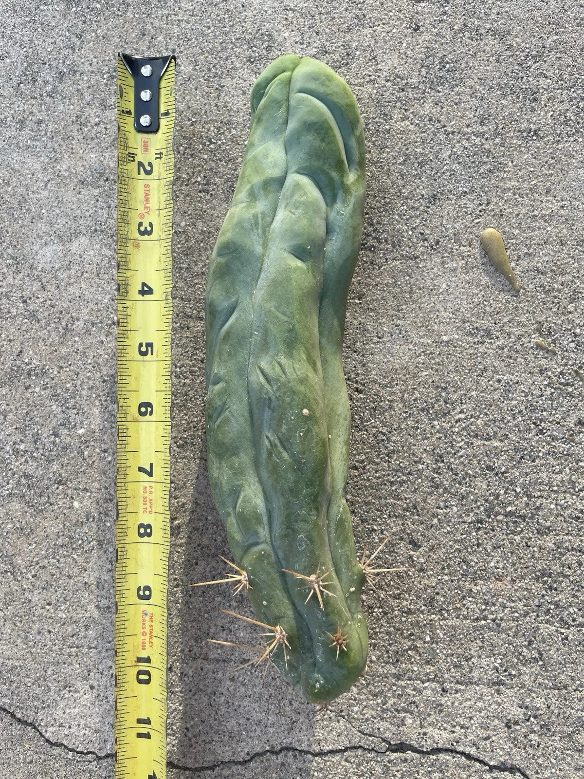 Dragon Cactus Plant - Bruce's Variety (Selenicereus) - Unique Indoor Succulent