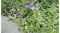 Variegated Vinca Groundcover Starter Vines - Lavender Periwinkle Flowers - 50 Rooted Plants - Vinca minor - Low Maintenance, Drought Tolerant