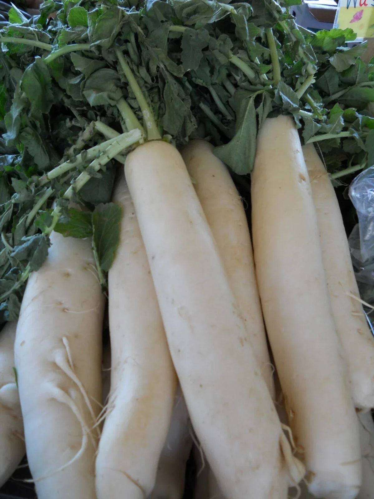 Daikon Radish Seeds - 1000+ Organic Non-GMO Heirloom Vegetable Garden Seeds Raphanus sativus var. longipinnatus
