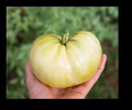 Great White Tomato Seeds - Heirloom Beefsteak Variety, Low Acid, Solanum lycopersicum, 25-1000 Pack