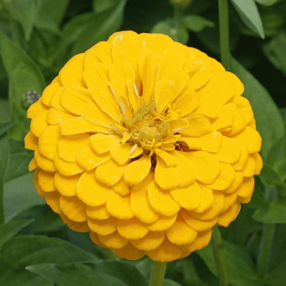 Yellow Zinnia Flower Seeds - 100+ Zinnia elegans Annual Garden Seeds for Bright Color and Pollinator Attraction