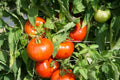 Rutgers Tomato Seeds Non-GMO Jersey Variety Solanum lycopersicum for Home Garden & Container Growing