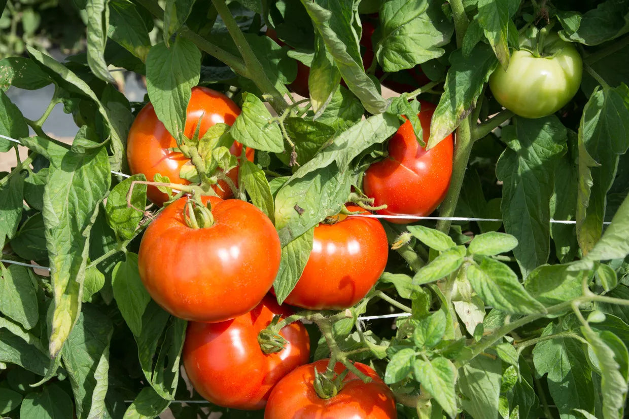 Rutgers Tomato Seeds Non-GMO Jersey Variety Solanum lycopersicum for Home Garden & Container Growing