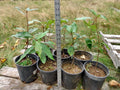 Cottonwood Tree Live Plant Bare Root 1-2 Feet Fast Growing Populus deltoides for Landscaping