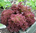 Red Leaf Lettuce Seeds, Lolla Rosa, Heirloom, Non-GMO, Organic Vegetable Seeds, 1000 Seeds