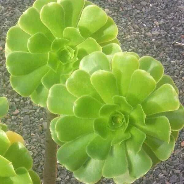 Medium Size Aeonium Arboreum Cutting - Green Rose Succulent Plant - 3" Diameter, Easy Care, Drought Tolerant, Indoor & Outdoor