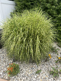 Zebra Maiden Grass Clump - Striped Gold Miscanthus sinensis 'Zebrinus' - Fully Rooted Perennial Ornamental Grass
