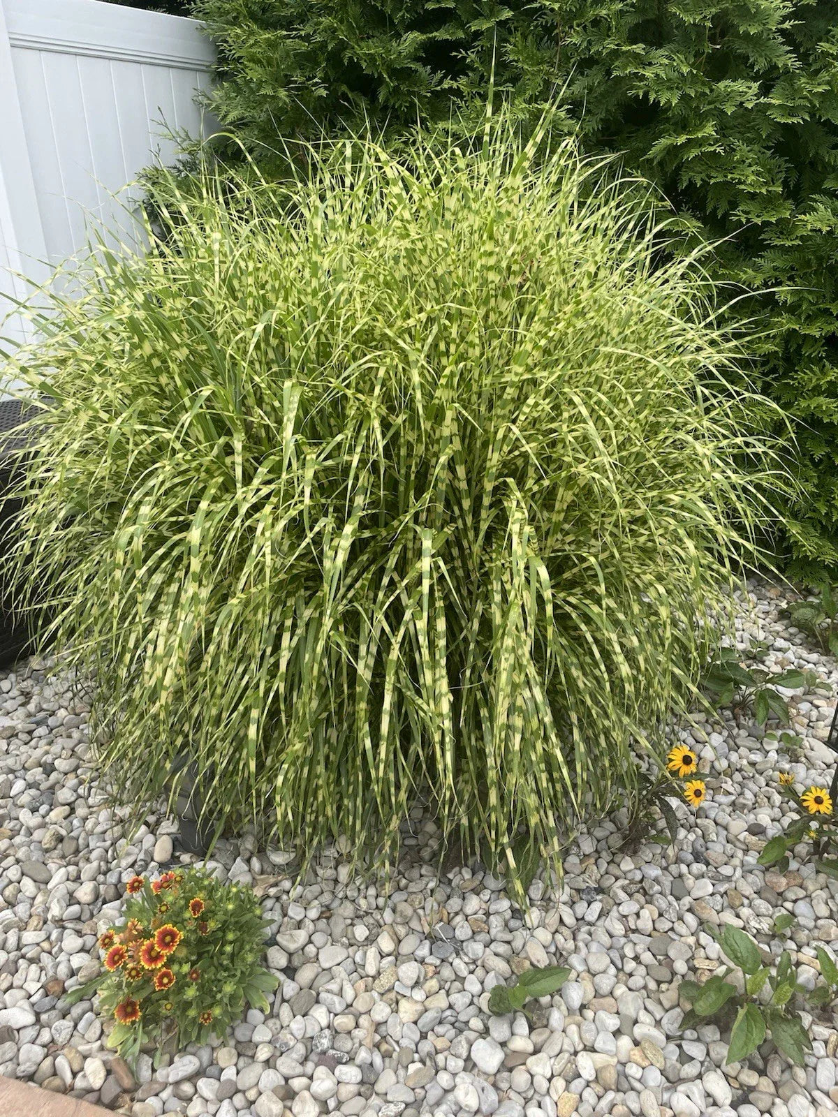 Zebra Maiden Grass Clump - Striped Gold Miscanthus sinensis 'Zebrinus' - Fully Rooted Perennial Ornamental Grass