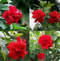 Red Dragon Hibiscus Starter Plant - Small Rooted Hibiscus Rosa-sinensis Tropical Flowering Plant