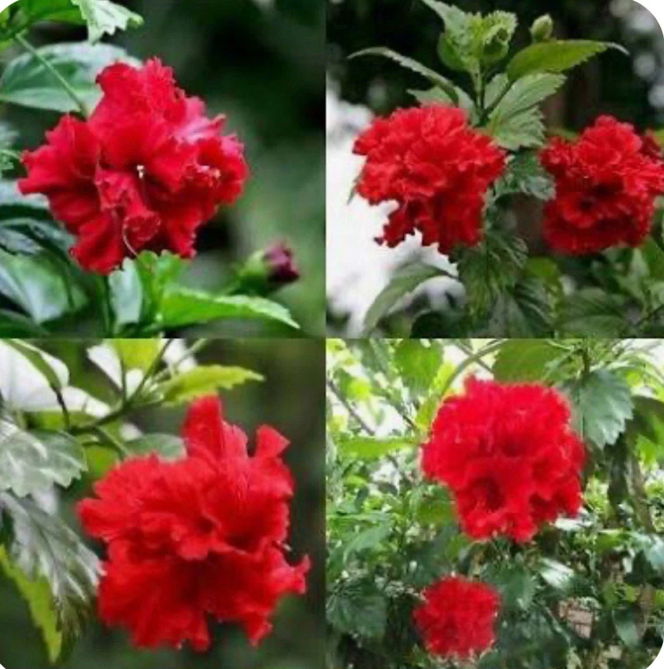 Red Dragon Hibiscus Starter Plant - Small Rooted Hibiscus Rosa-sinensis Tropical Flowering Plant