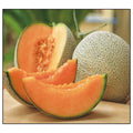 Jumbo Hales Cantaloupe Melon Seeds | Non-GMO Heirloom Cucumis melo | Sweet, Juicy, Vining Fruit Seed Packet
