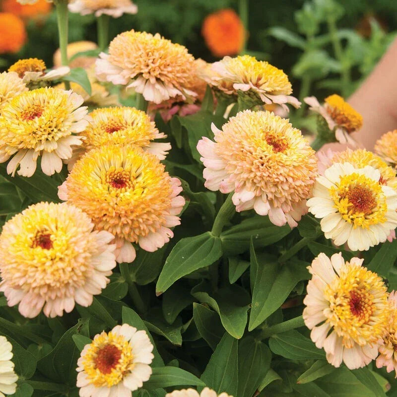 Zinderella Peach Zinnia Seeds - 100+ Pack, Zinnia elegans, Vibrant Peach Flowers, Annual Garden Planting, Butterfly Attracting