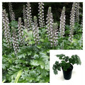 Acanthus Mollis Live Plant 4-Inch Purple Breeches Sea Dock Ornamental Perennial for Gardens