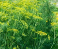 Dukat Dill Seeds 500+ Non-GMO Herb for Garden, Pickling, Anethum graveolens, Culinary & Butterfly Attractant