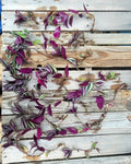 Wandering Jew Cuttings 12 Fully Rooted Tradescantia zebrina Indoor Outdoor Plant Trailing Green Purple Foliage