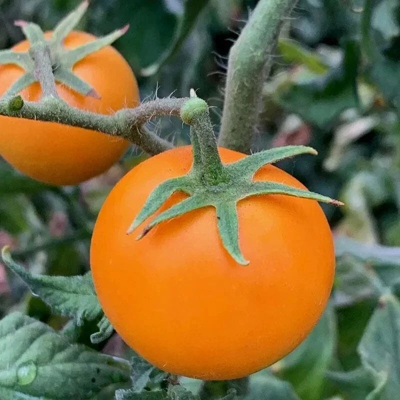 Orange Cherry Tomato Seeds - Heirloom Organic Solanum lycopersicum, 30+ Seeds for Container & Garden Growth