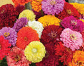 Zinnia Seeds - Pack of 25 - Magnificent Mix of Colors - Zinnia elegans for Garden, Borders & Cut Flowers