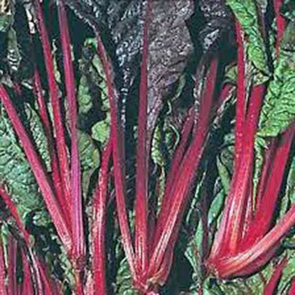 Swiss Chard Seeds - 500 Heirloom Ruby Red Beta vulgaris subsp. cicla Non-GMO Seeds for Garden Planting