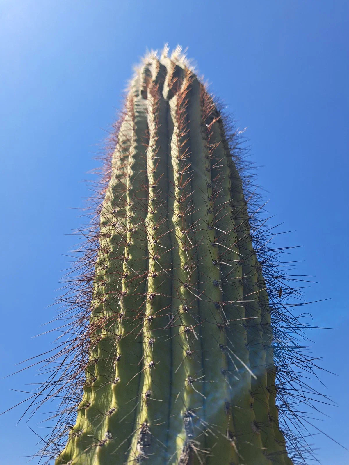 Cereus Leucostele Atacamensis Cactus Cutting – 11-Inch Desert Succulent for Collection & Decoration