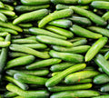 Alpha Cucumber Seeds 30 Pack Persian Beit Alpha Lebanese Variety Cucumis sativus