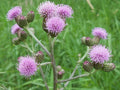 Creeping Thistle Seeds - 200+ Pack, Cirsium arvense, Perennial Wildflower, Drought-Resistant, Non-GMO, USA Grown