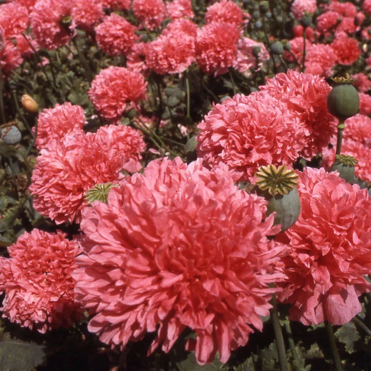 Salmon Double Poppy Seeds - 200+ Pack for Garden Planting - Papaver somniferum - Vibrant Blooms, Easy to Grow, USA Grown