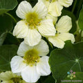 Yeti Nasturtium Seeds - 50+ Colorful Edible Flowers Tropaeolum majus Seed Packet for Garden, Pollinator Attracting, Easy to Grow