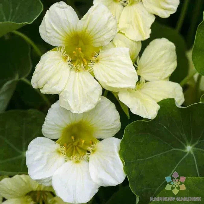Yeti Nasturtium Seeds - 50+ Colorful Edible Flowers Tropaeolum majus Seed Packet for Garden, Pollinator Attracting, Easy to Grow