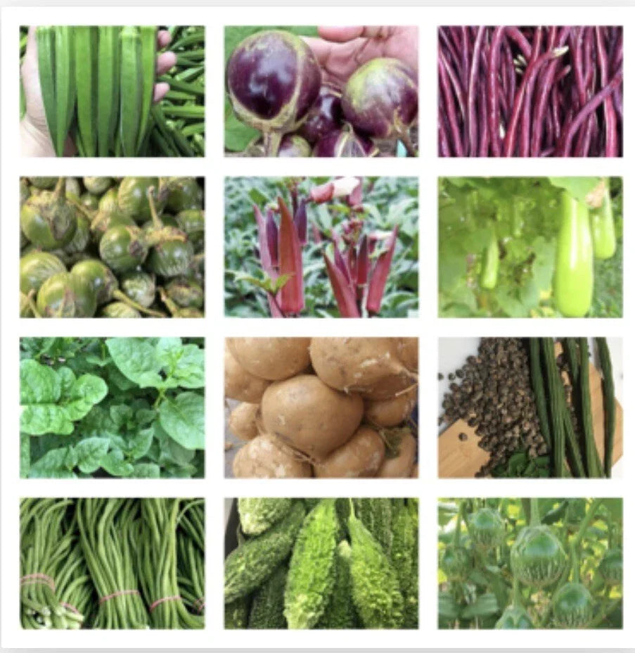 Asian Vegetable Seeds Packets - Non-GMO Variety Pack for Home Garden, Edible Plants, Includes Bok Choy, Daikon Radish, and More