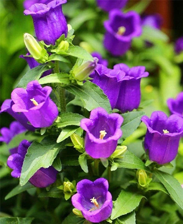 Purple Tussock Bellflower Seeds - Perennial Campanula carpatica, 2000+ Seeds for Garden, Attracts Pollinators, Easy to Grow