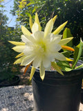 Epiphyllum Orchid Cactus Cuttings - White Yellow, 5-8 Inches, Epiphyllum oxypetalum, Indoor Garden Propagation