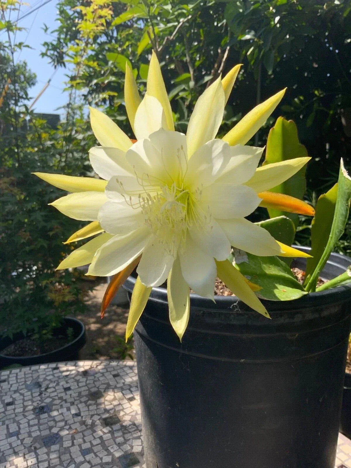 Epiphyllum Orchid Cactus Cuttings - White Yellow, 5-8 Inches, Epiphyllum oxypetalum, Indoor Garden Propagation