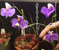 Utricularia longifolia Seeds - Tropical Carnivorous Bladderwort Plant for Aquascaping & Terrariums