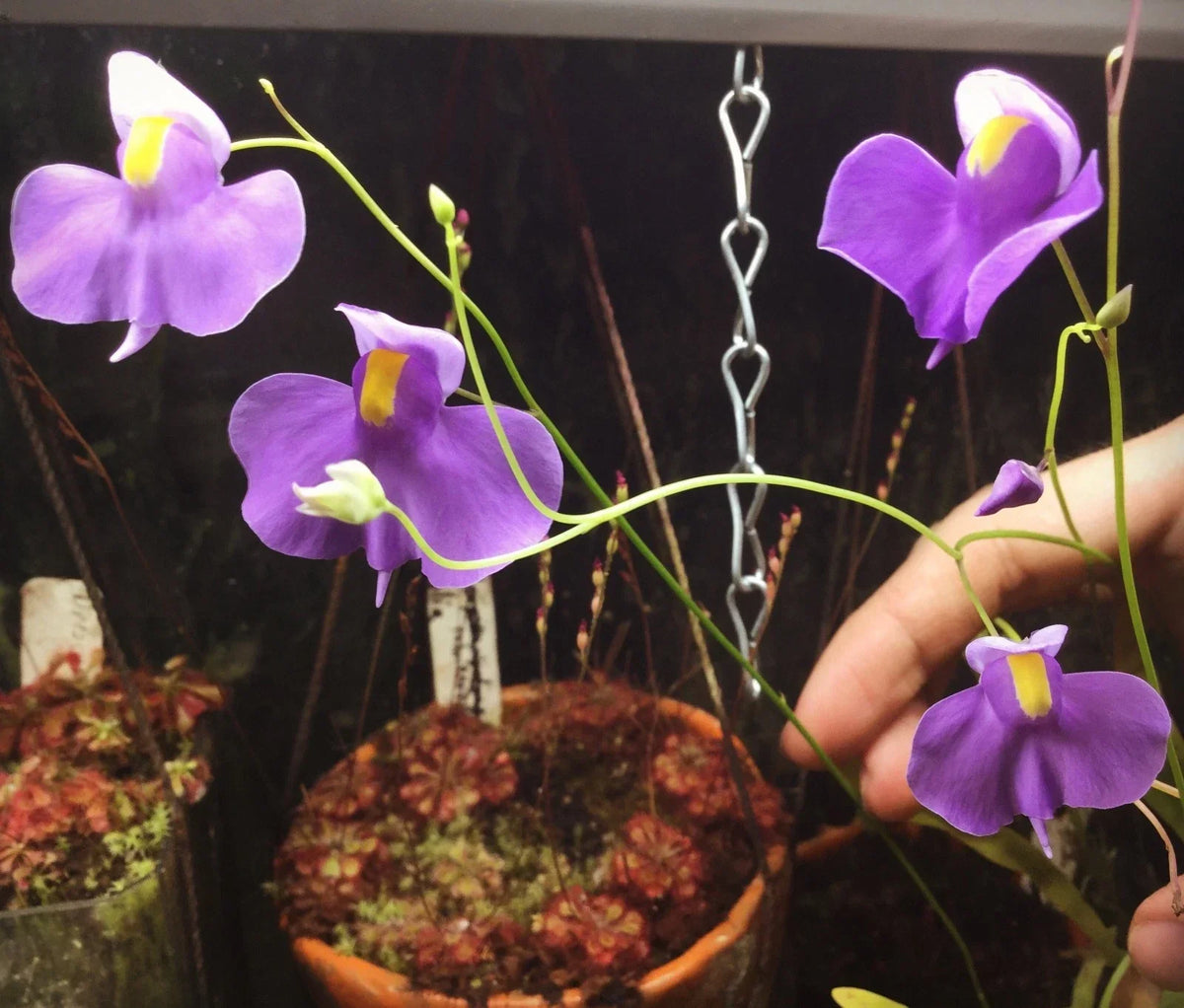Utricularia longifolia Seeds - Tropical Carnivorous Bladderwort Plant for Aquascaping & Terrariums