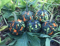 Warty Goblin Pumpkin Seeds - 10 Pack for Planting - Variegated Orange Cucurbita pepo - Unique Warty Pumpkin Seeds