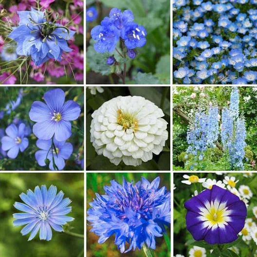 Wildflower Seed Mix 500+ Seeds Blue Ribbon Perennials Pollinator Friendly Non-GMO Heirloom