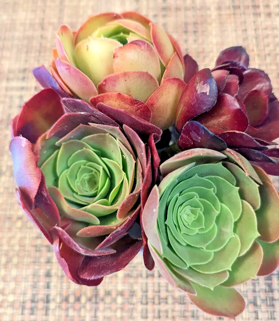 Aeonium Succulent Cuttings Set of 4 - 2.5" Diameter - Indoor Garden Decor - Rosette-forming Succulents - Aeonium spp.