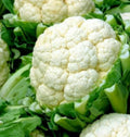 Cauliflower Seeds - Snowball Y Improved, 300+ Seeds, Brassica oleracea, Compact Head, Vegetable Seeds for Home Gardening