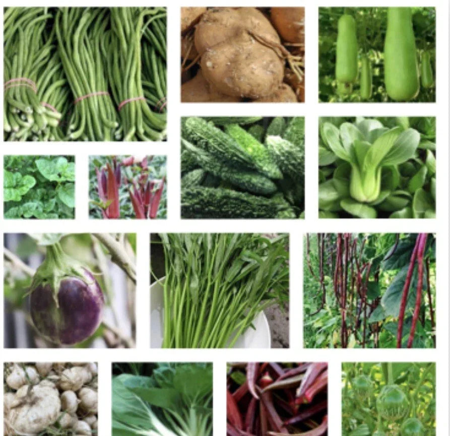 Asian Vegetable Seeds Packets – Non-GMO Oriental Varieties for Home Gardens, Container Gardening, Fresh Flavors