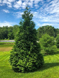 Green Giant Arborvitae Plant 4-Inch Pot Thuja standishii x plicata Evergreen Privacy Screen