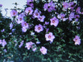Rose of Sharon Seeds - Showy Hibiscus syriacus Flowering Shrubs - 5 Seeds for Garden, Landscape, Hedges