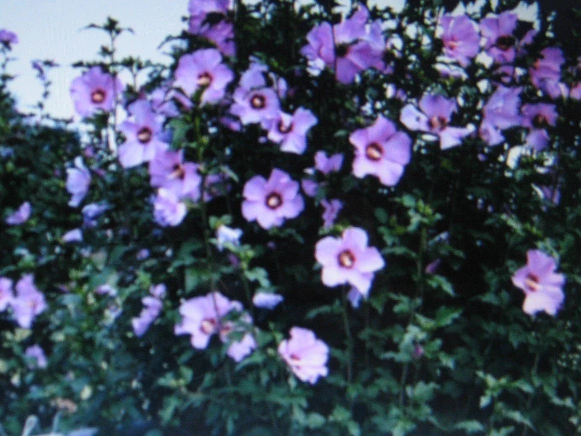 Rose of Sharon Seeds - Showy Hibiscus syriacus Flowering Shrubs - 5 Seeds for Garden, Landscape, Hedges