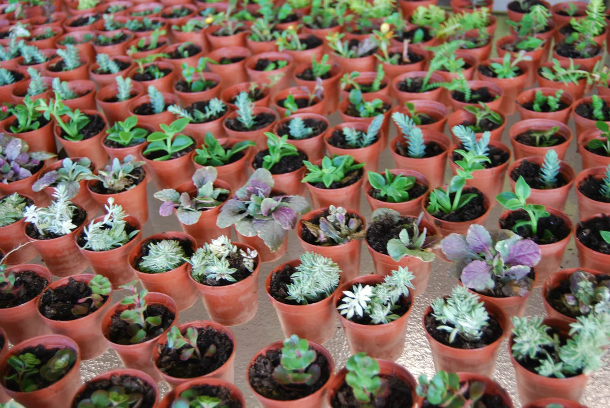 Live Garden Plants Set - 3 Plant Surprise Lot in 2-Inch Pots, Indoor & Outdoor Fairy Assortment, Vibrant Foliage, Easy Care