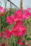 Sally Maitland Sweet Pea Seeds - 50+ Pack, Fragrant Pink & Lavender, Climbing Vine, Lathyrus odoratus, Annual Flower, USA Made