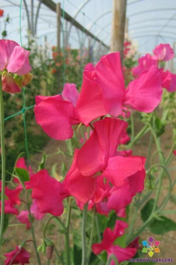 Sally Maitland Sweet Pea Seeds - 50+ Pack, Fragrant Pink & Lavender, Climbing Vine, Lathyrus odoratus, Annual Flower, USA Made